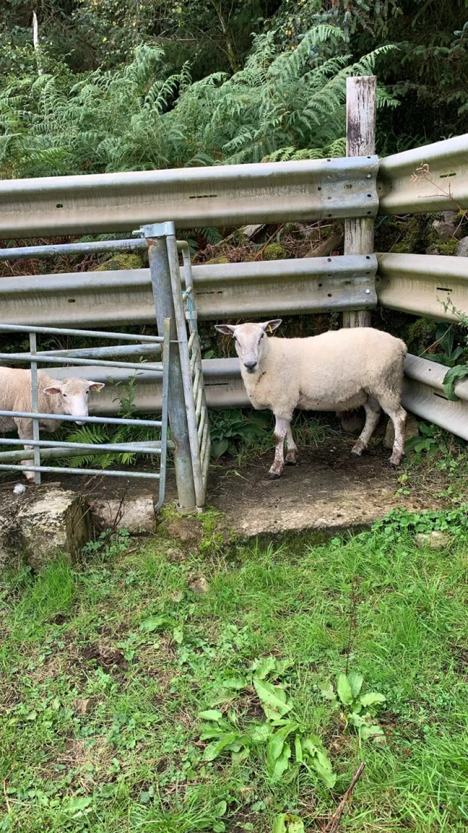 Aberfield hogget ram - Image 3