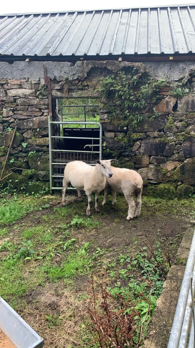 Aberfield hogget ram - Image 4