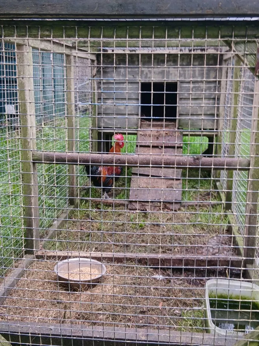 Hen house - Image 1