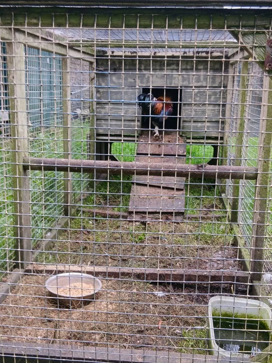 Hen house - Image 2