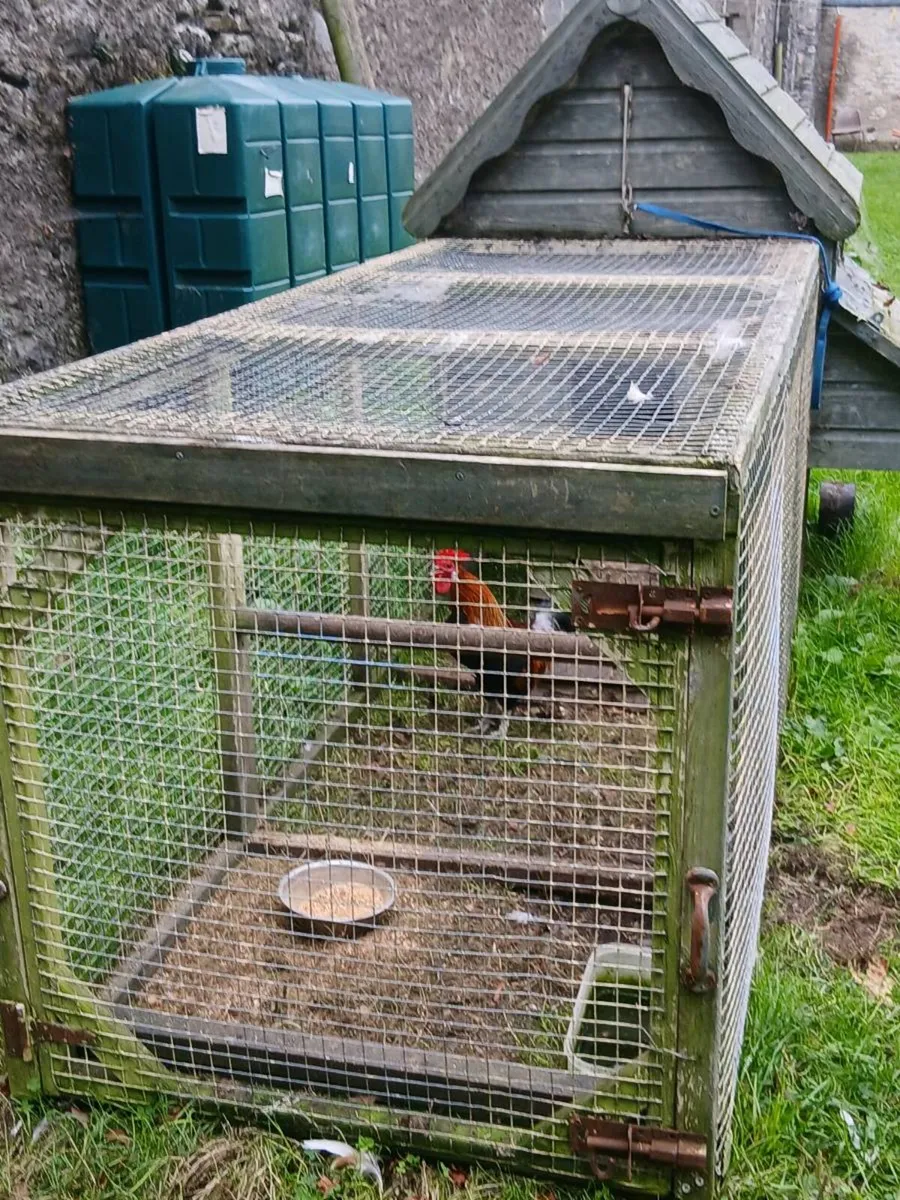 Hen house - Image 3