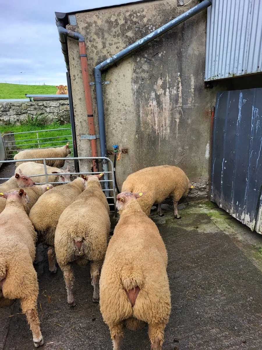 Sheep - Image 2