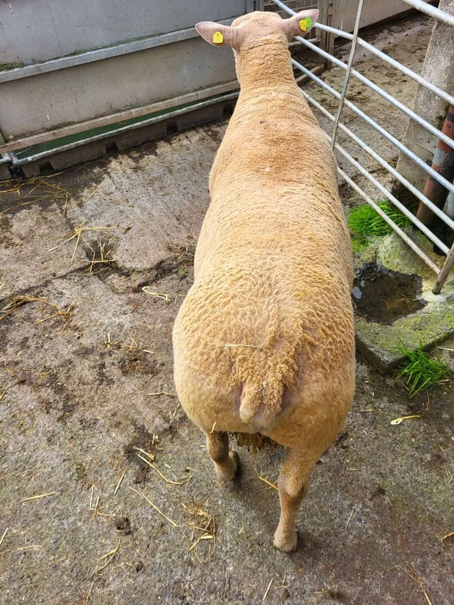 Sheep - Image 1