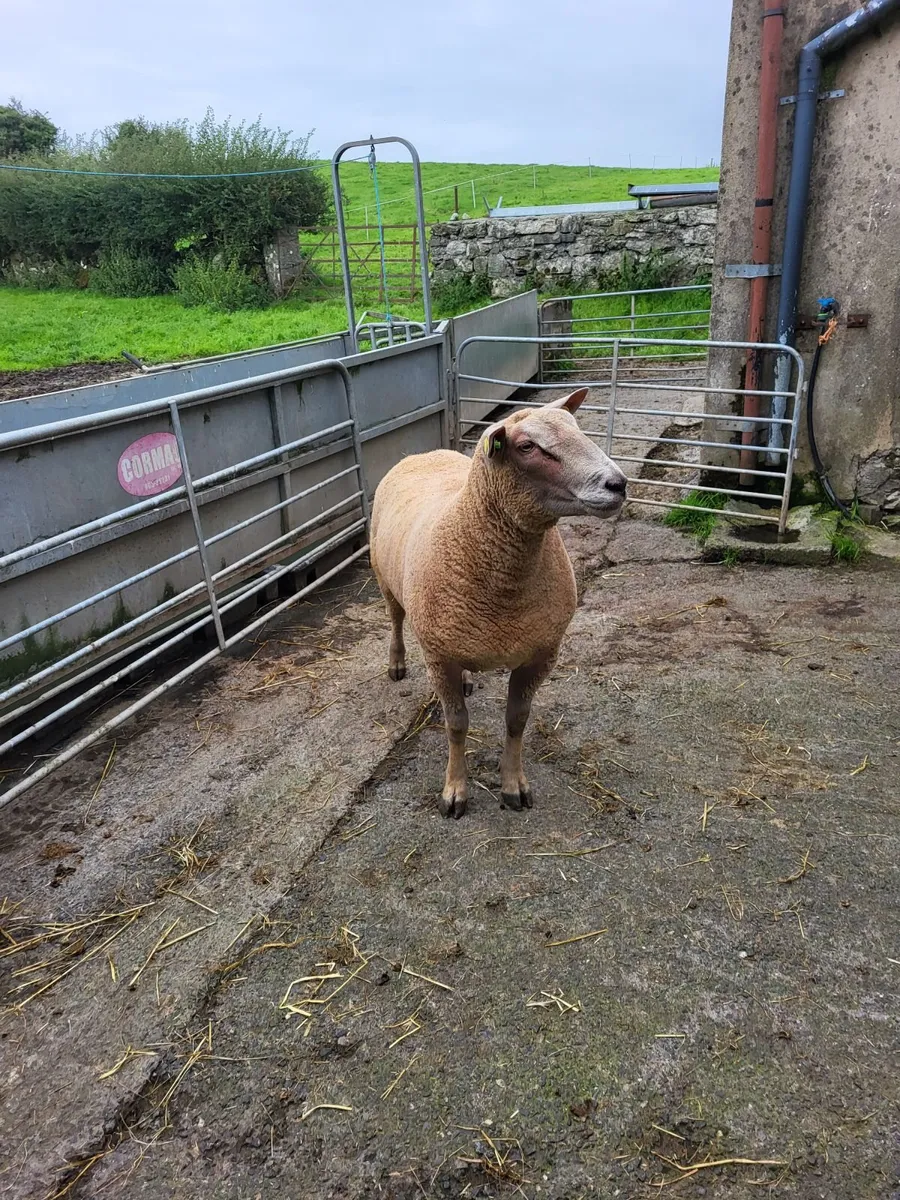 Sheep - Image 4