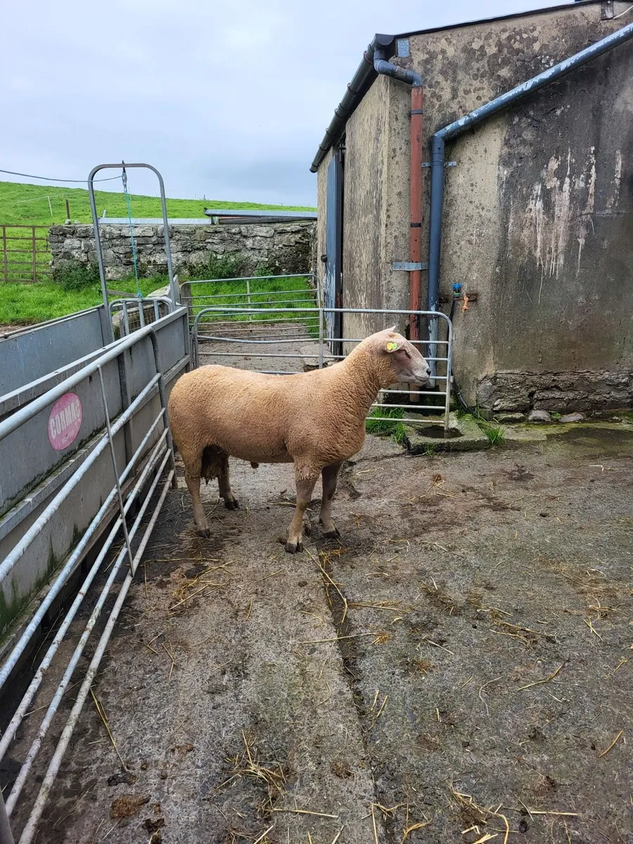 Sheep - Image 3