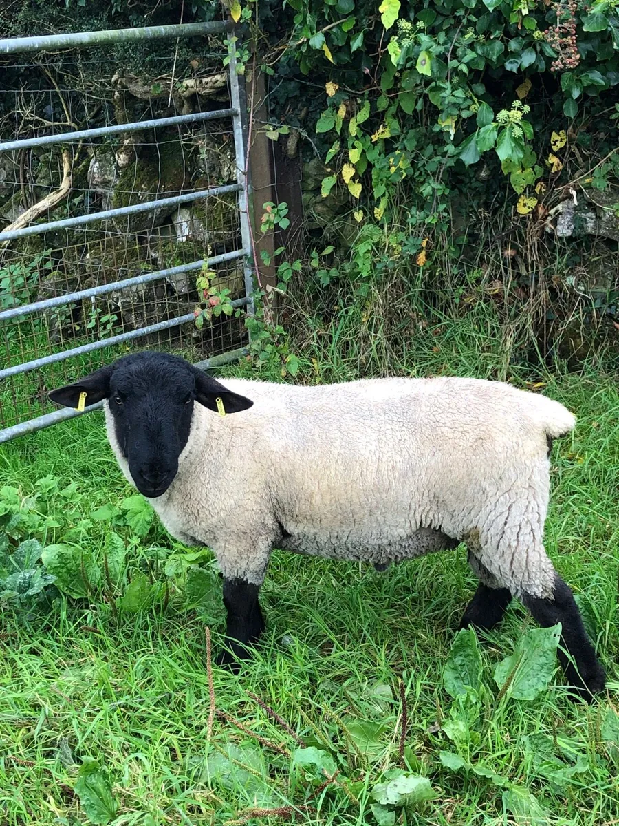 Sheep - Image 2