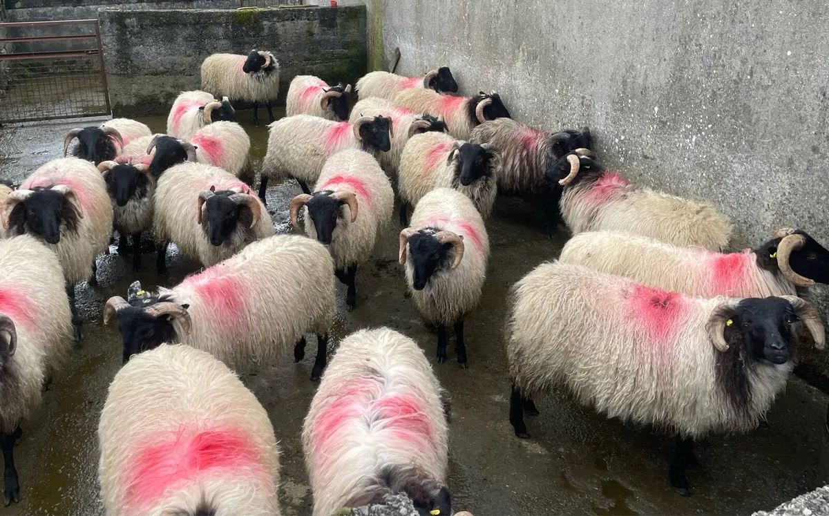 Blackface Ram lambs for sale westport Leenane area - Image 1