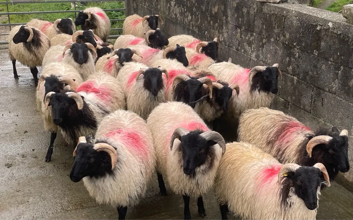 Blackface Ram lambs for sale westport Leenane area - Image 2