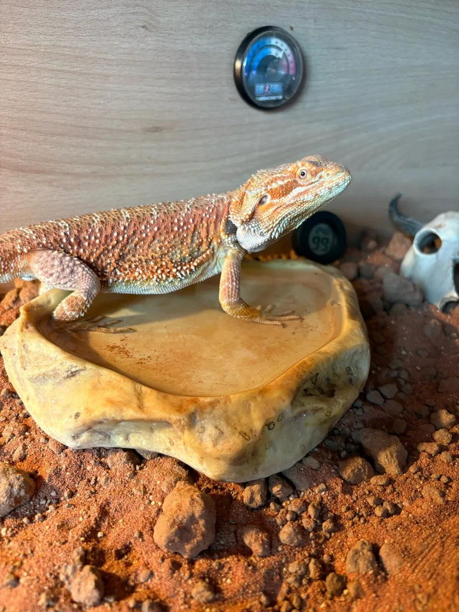Bearded dragon and vivarium - Image 1
