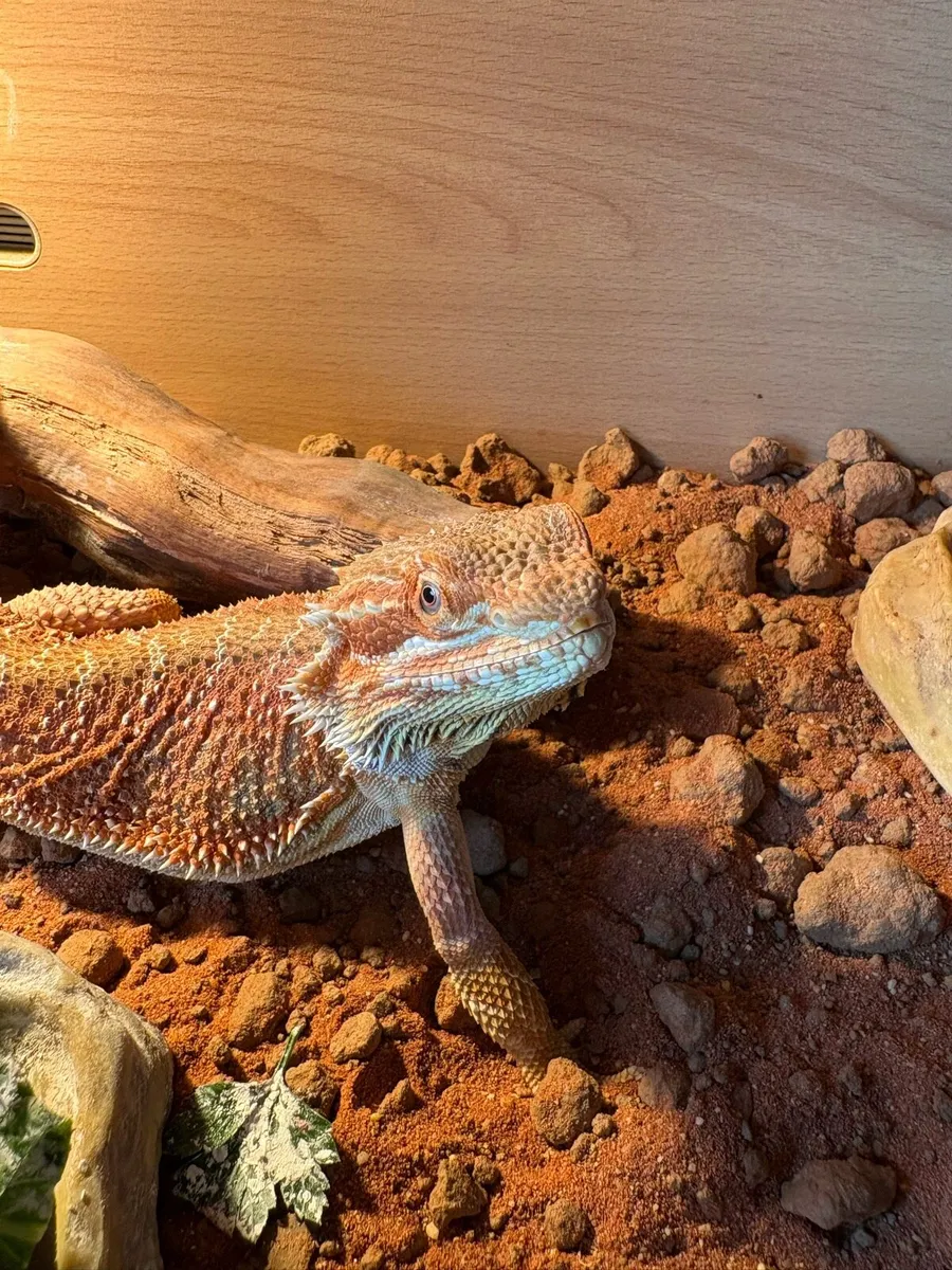 Bearded dragon and vivarium - Image 2