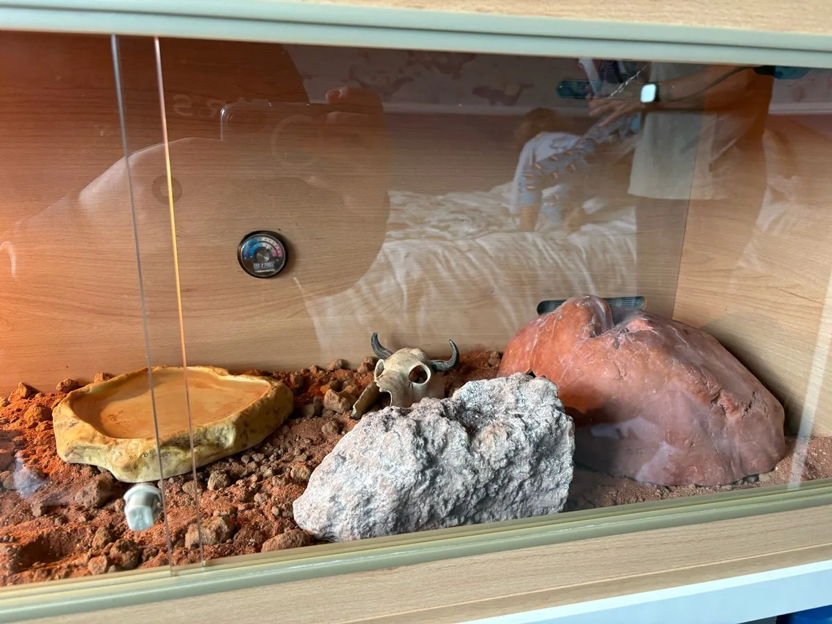 Bearded dragon and vivarium - Image 3