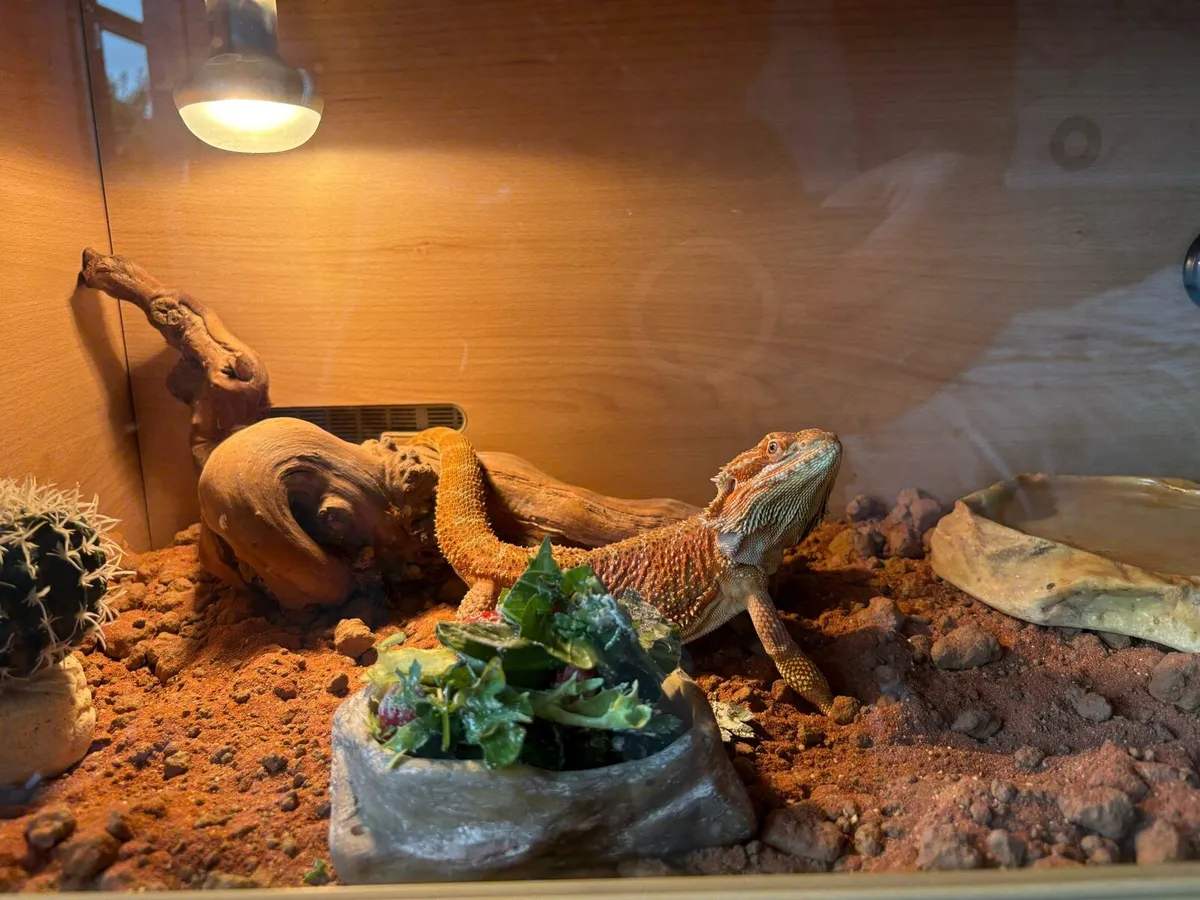 Bearded dragon and vivarium - Image 4