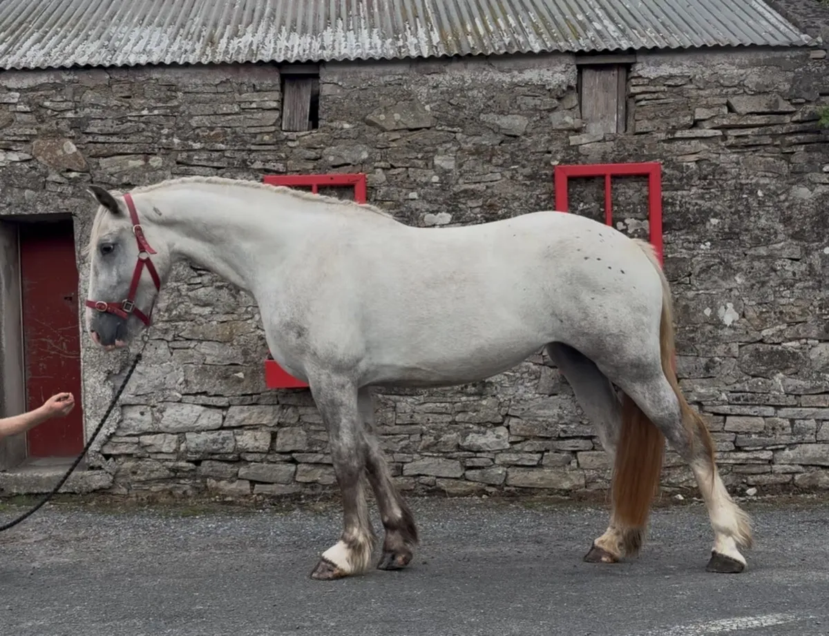 Cracking 16h filly - Image 1