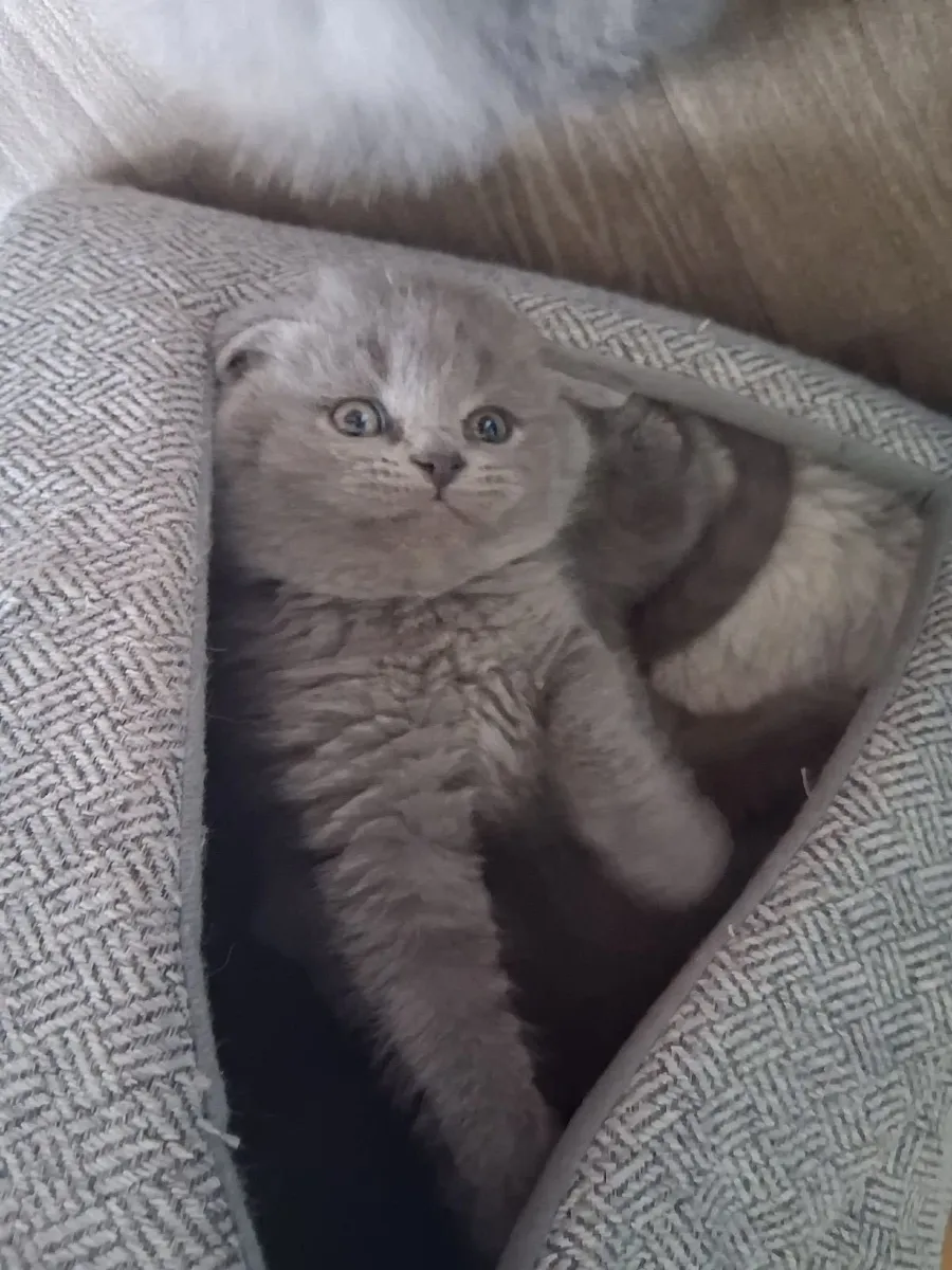 British shorthair kittens - Image 2