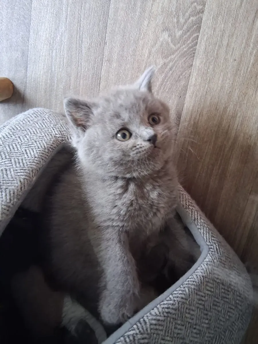 British shorthair kittens - Image 4