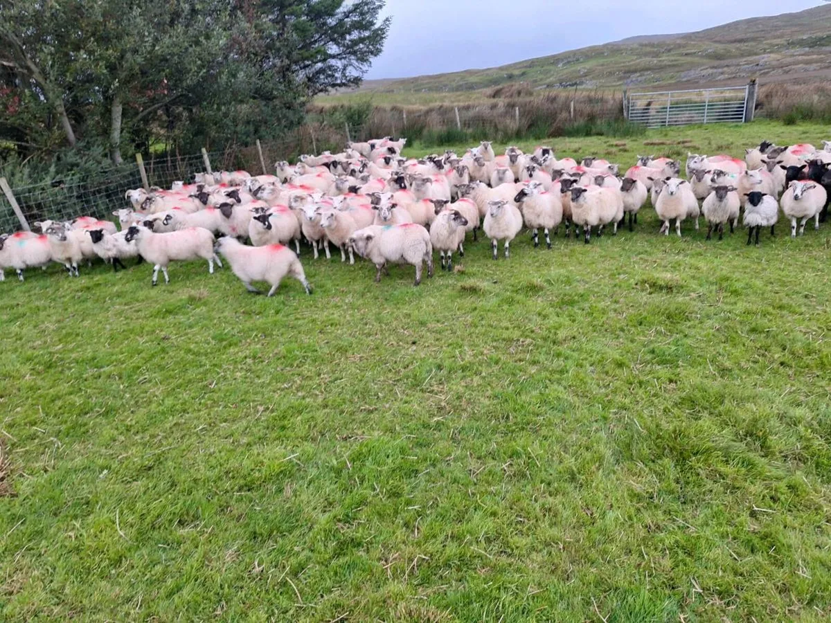 Lambs and Ewes for sale - Image 3