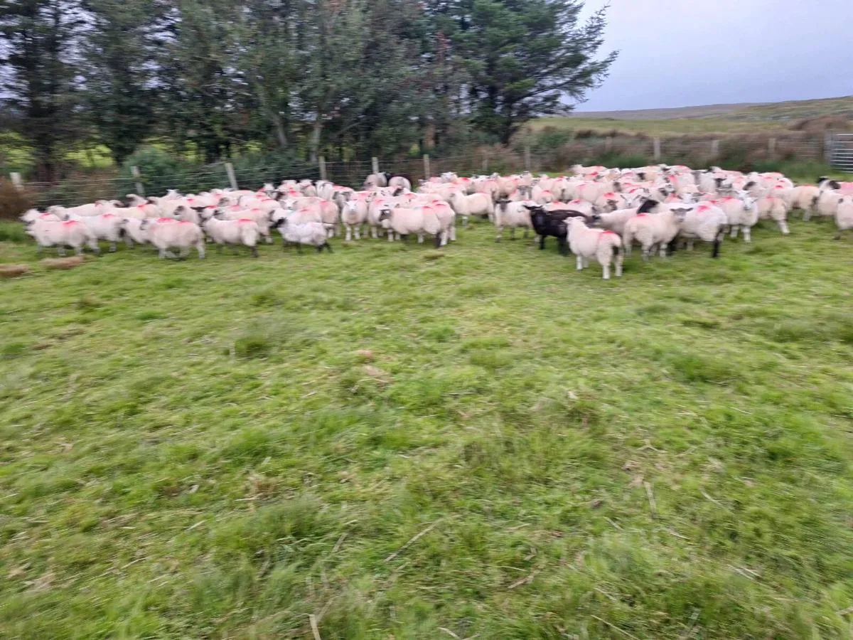 Lambs and Ewes for sale - Image 4