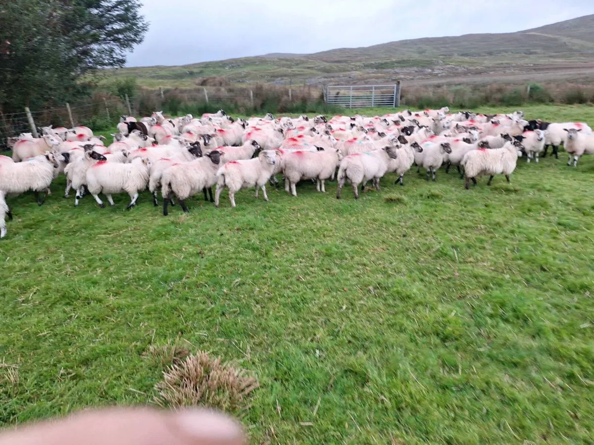 Lambs and Ewes for sale - Image 1
