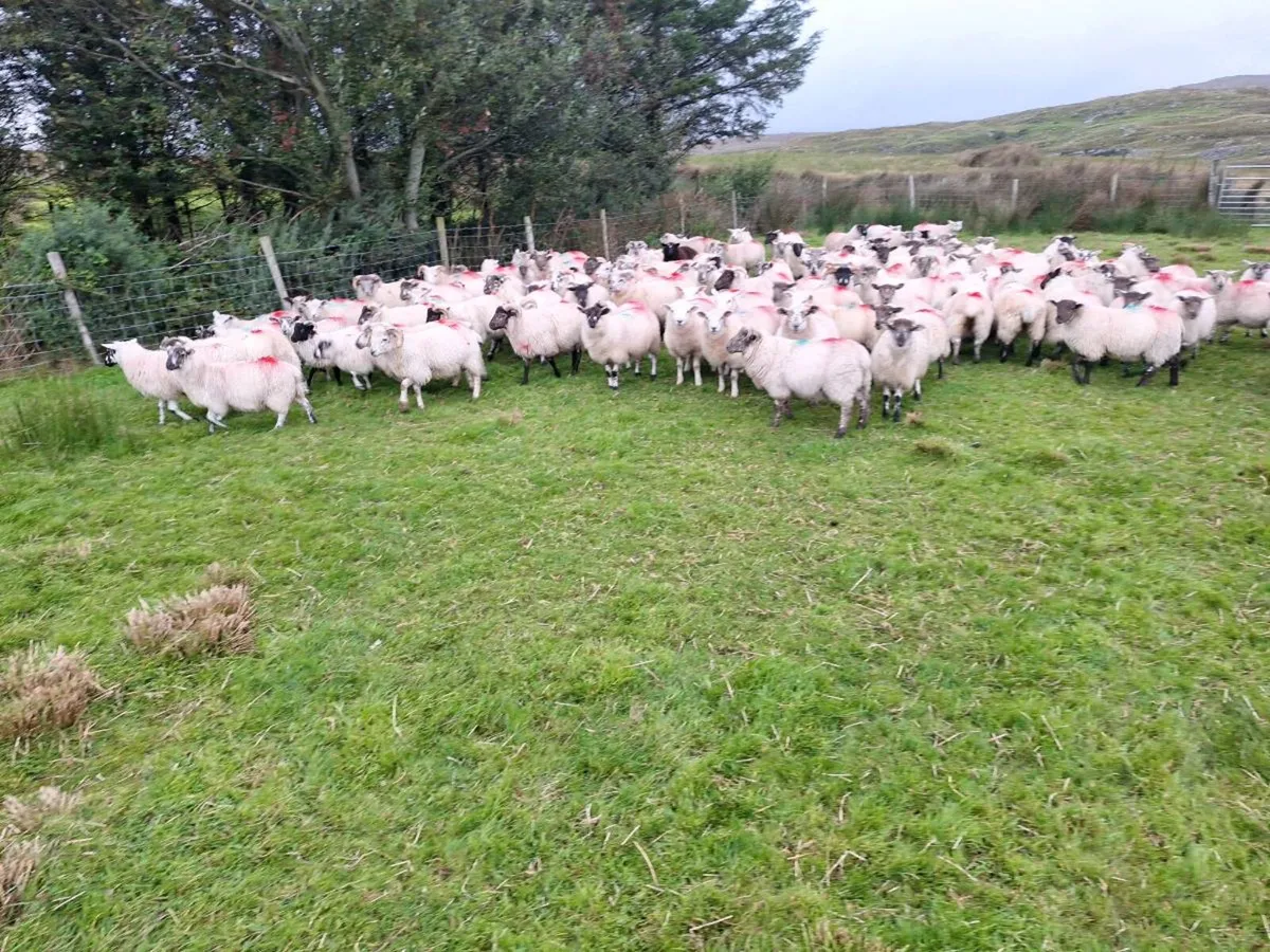 Lambs and Ewes for sale - Image 2