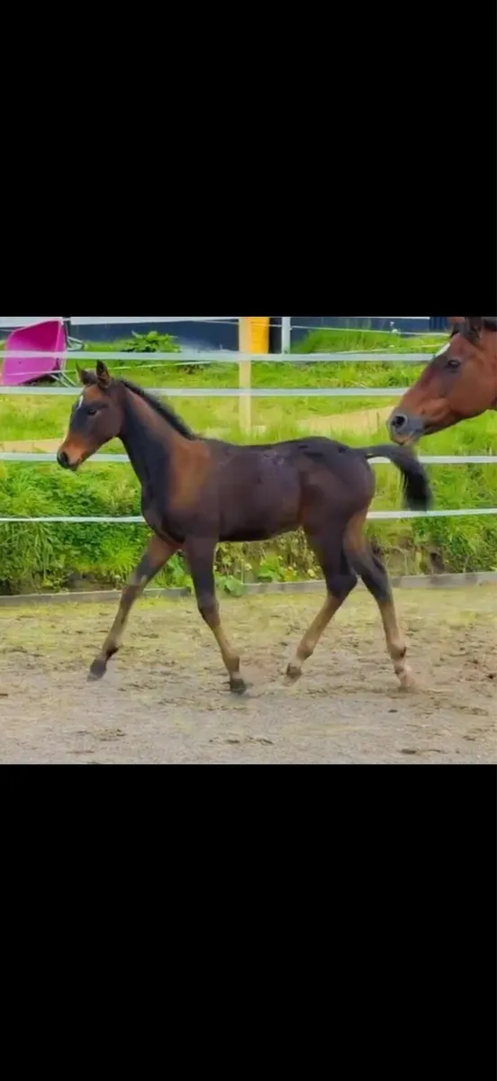 Top quality Sligo candy boy colt - Image 1