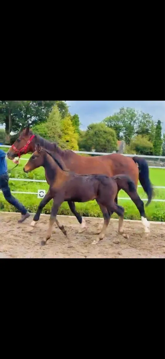 Top quality Sligo candy boy colt - Image 2