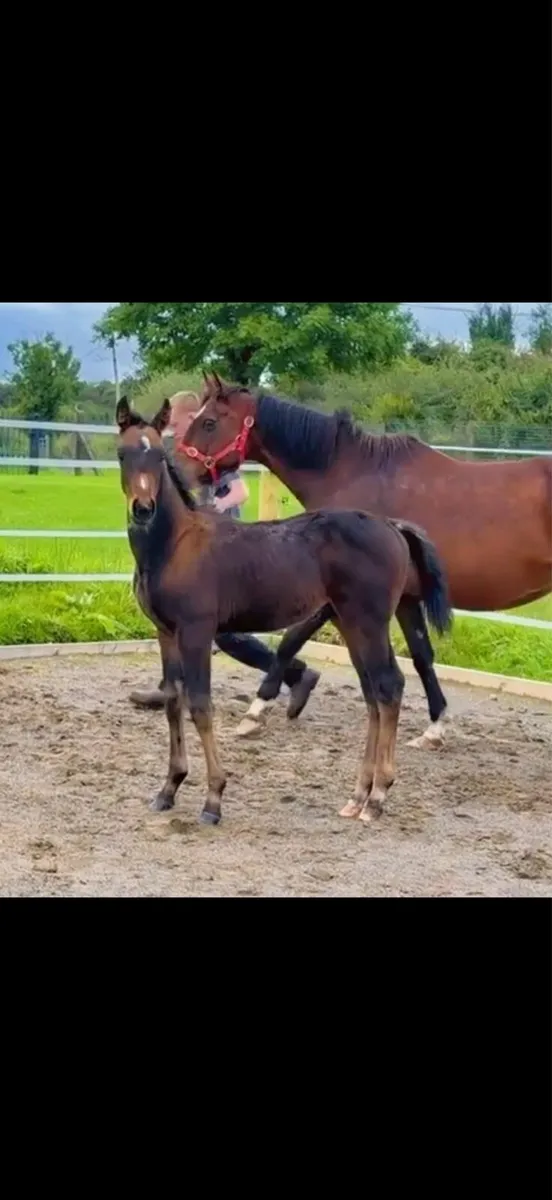 Top quality Sligo candy boy colt - Image 3