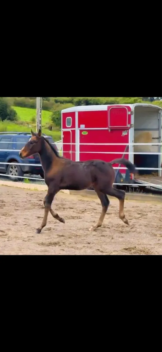 Top quality Sligo candy boy colt - Image 4