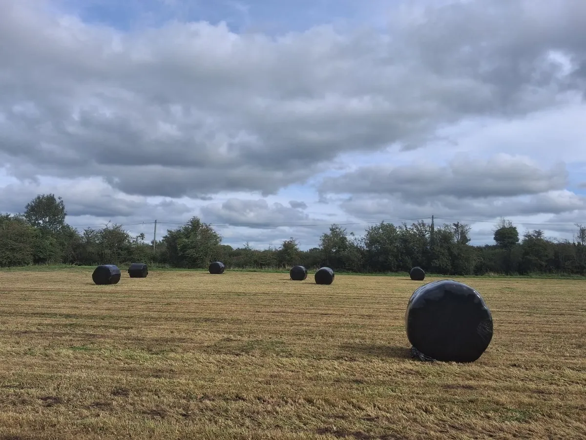 Silage bales - Image 1