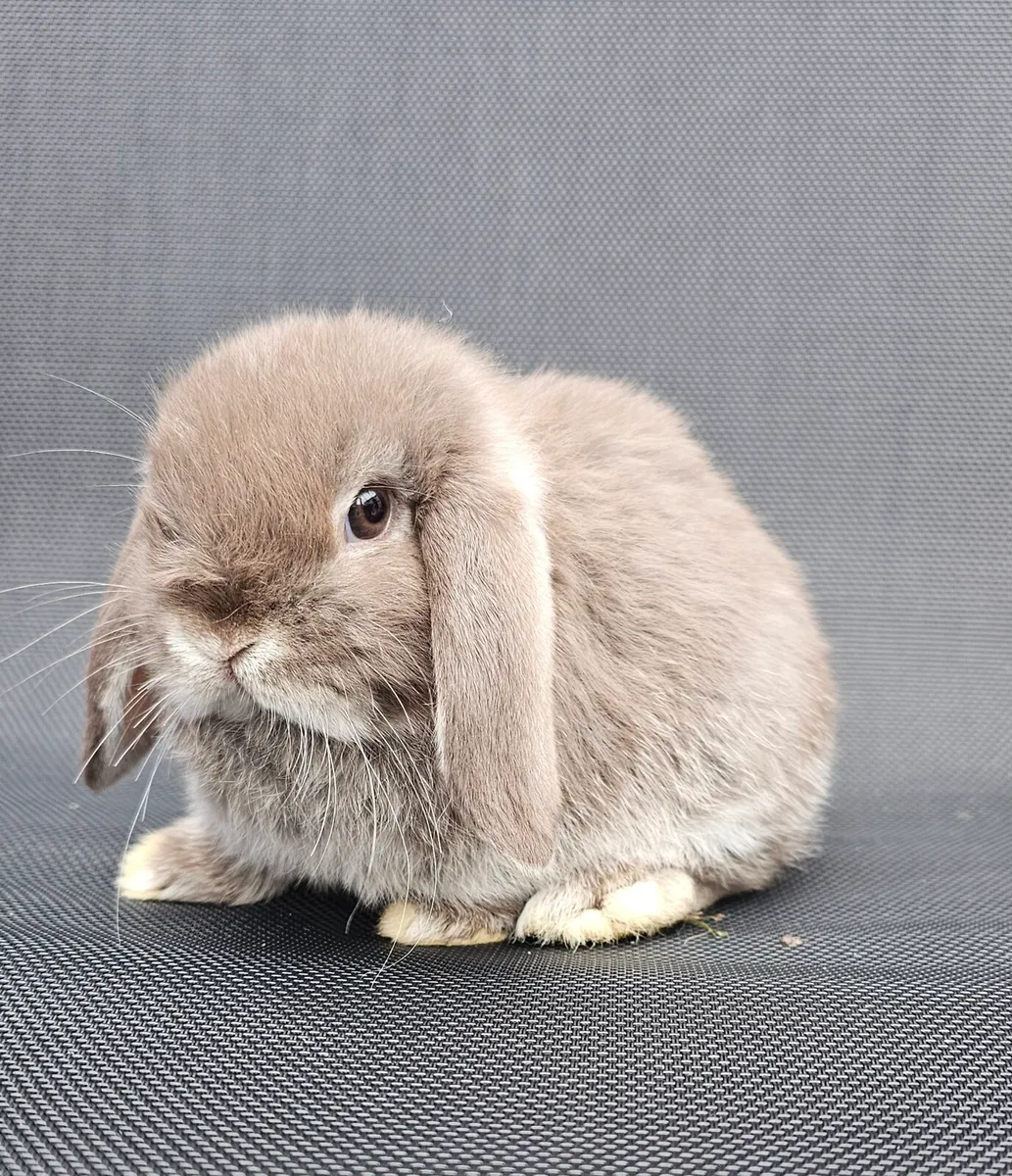 Pure breed baby mini lops - Image 1