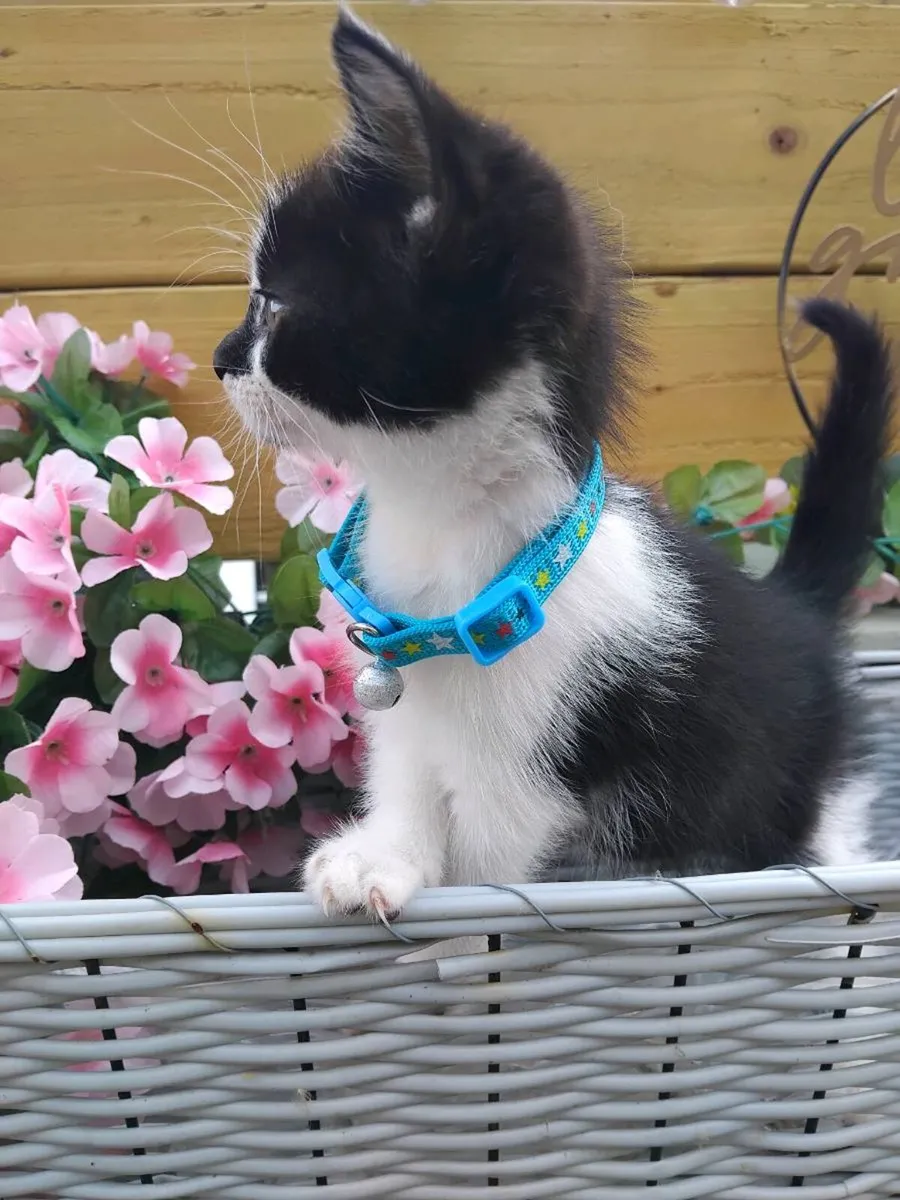 Beautiful Kittens - Image 1