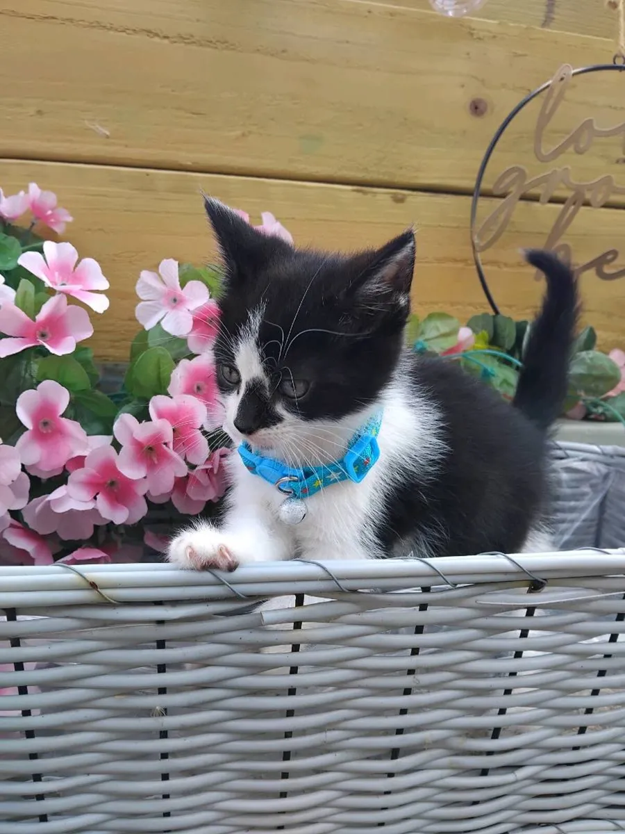 Beautiful Kittens - Image 2