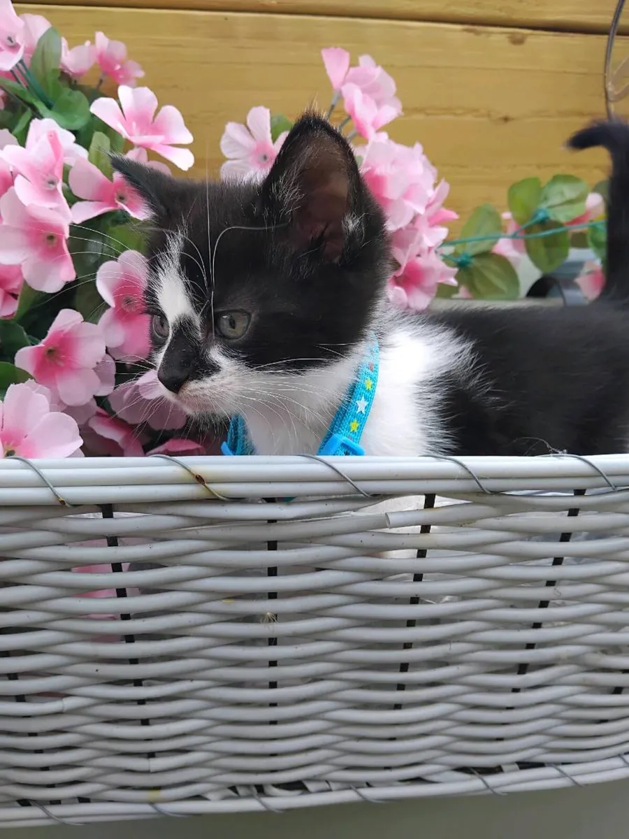 Beautiful Kittens - Image 3