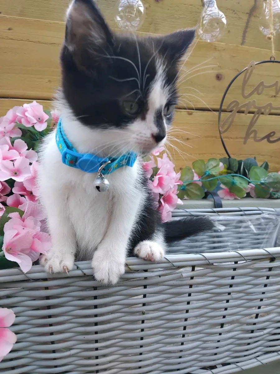 Beautiful Kittens - Image 4