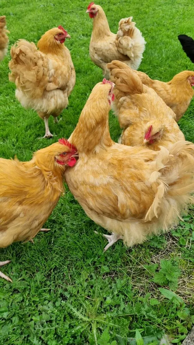 Buff Orpington Roosters - Image 2