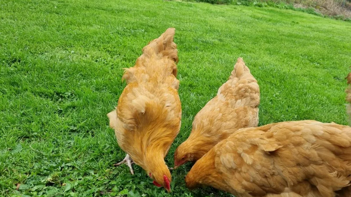 Buff Orpington Roosters - Image 3