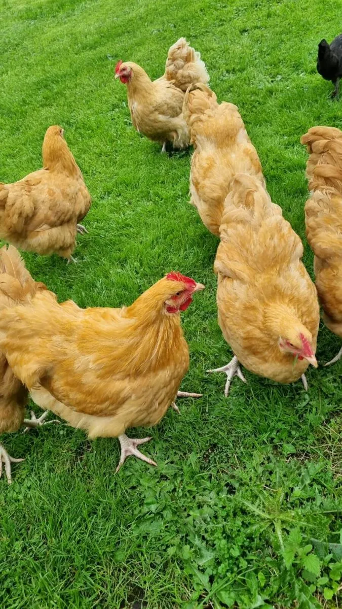 Buff Orpington Roosters - Image 1