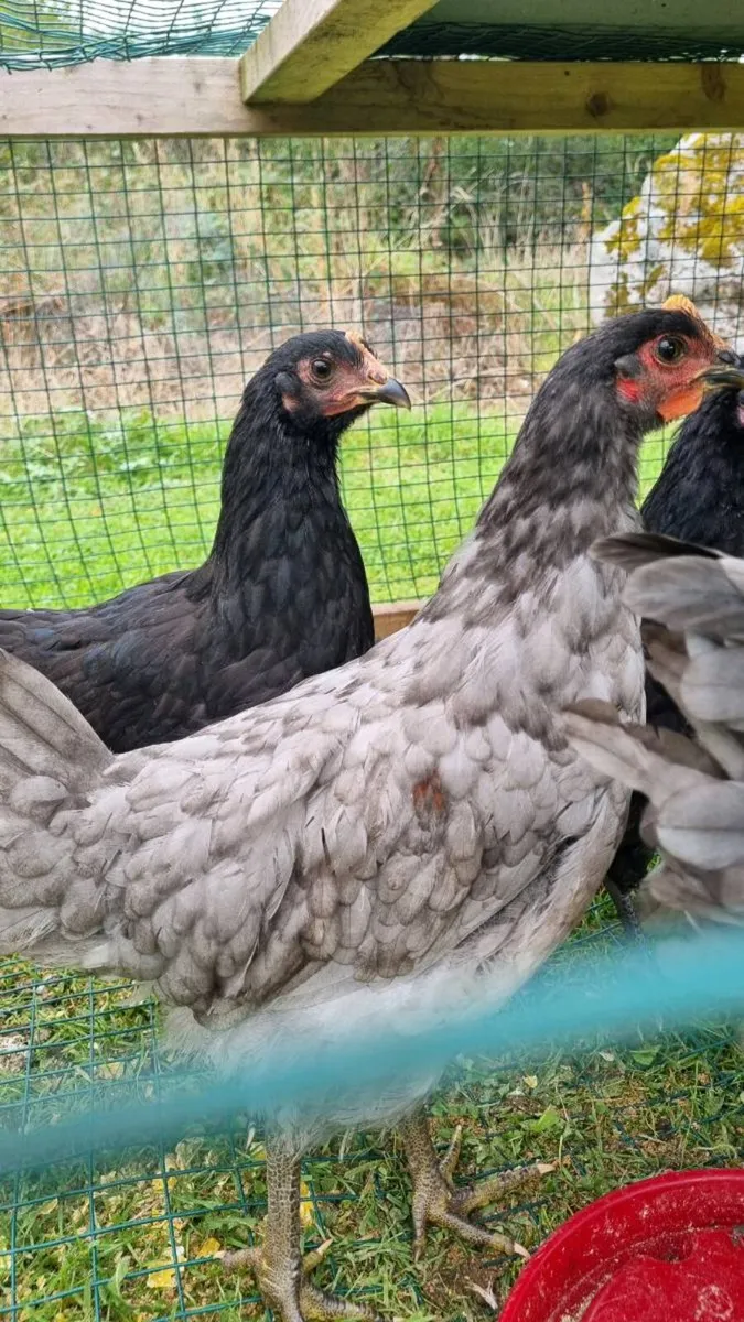 Buff Orpington Roosters - Image 4