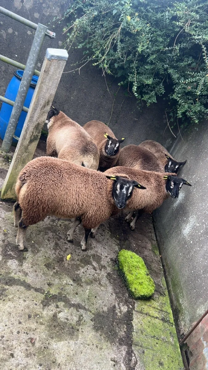 Badger/Blue Texel/Dutch Spotted Ewes - Image 1