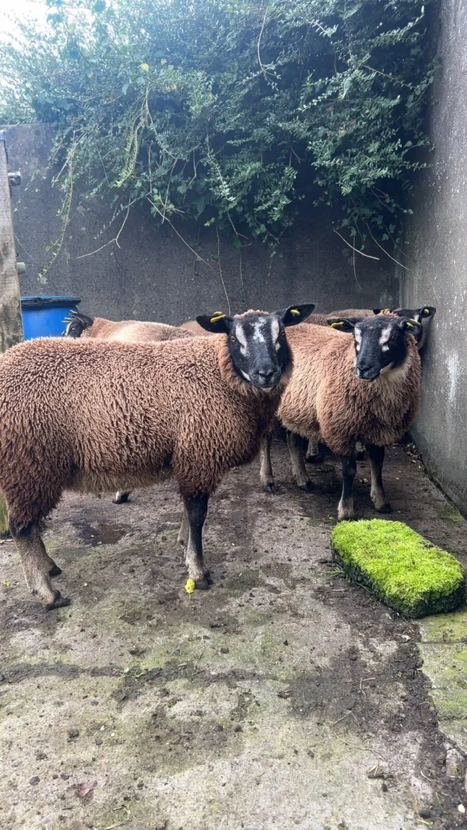 Badger/Blue Texel/Dutch Spotted Ewes - Image 2