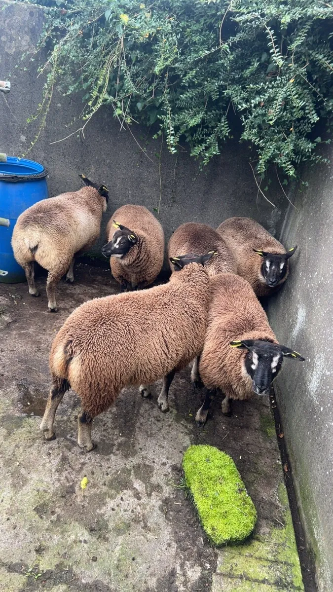 Badger/Blue Texel/Dutch Spotted Ewes - Image 3