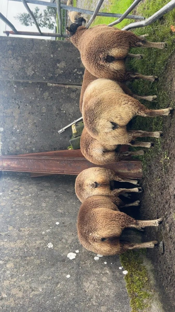Badger/Blue Texel/Dutch Spotted Ewes - Image 4