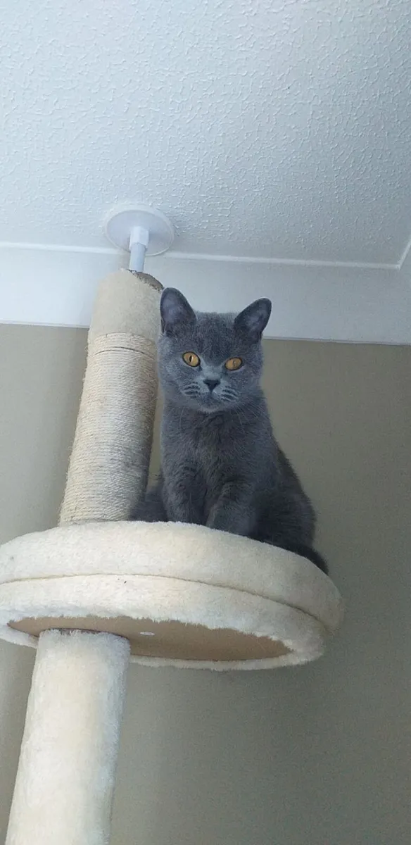 British shorthair kittens - Image 3