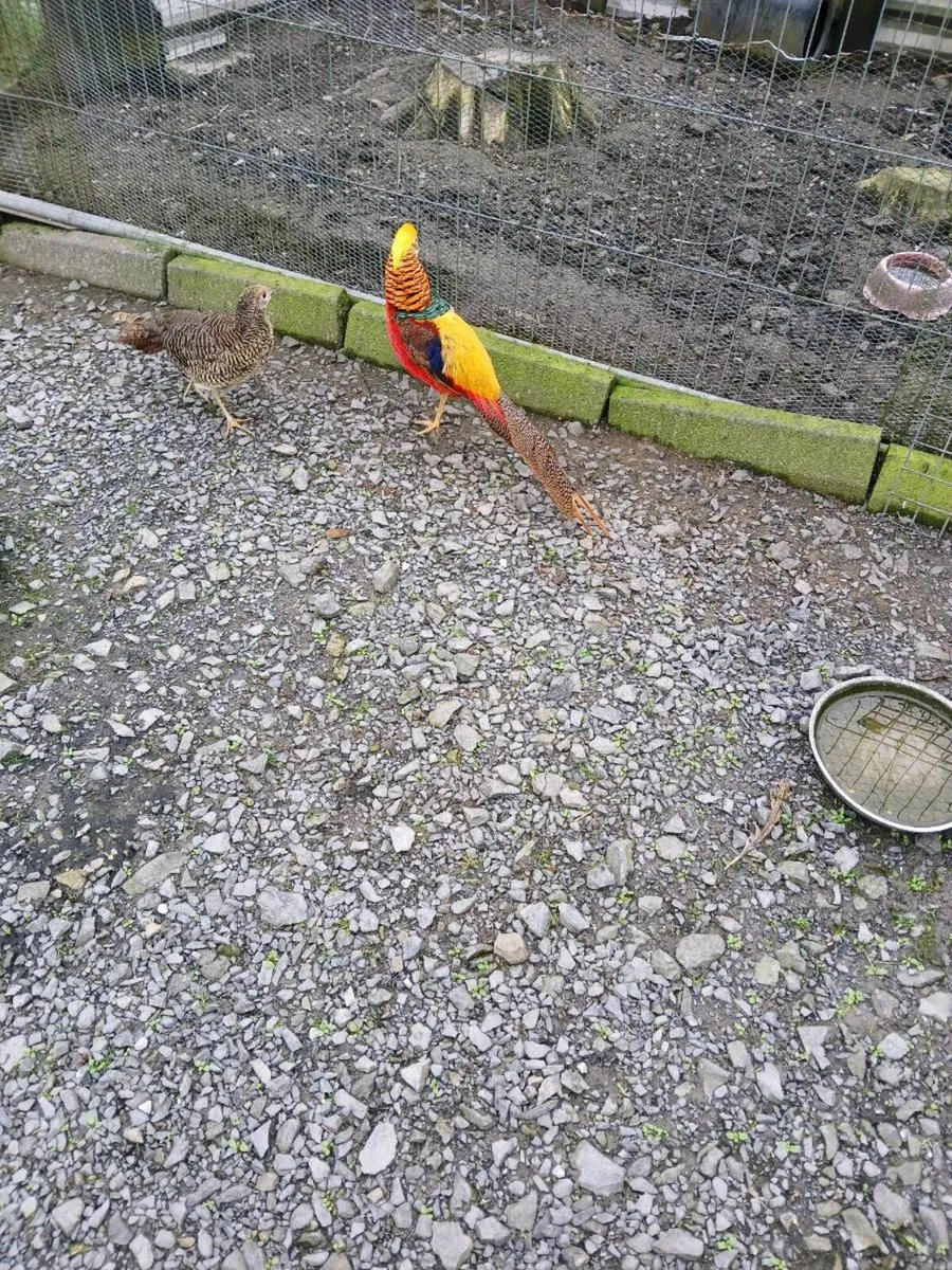 Red golden pheasants - Image 1