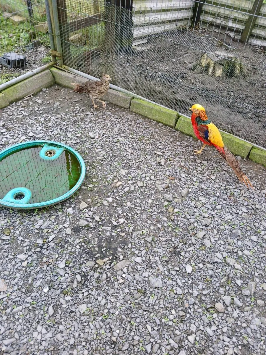 Red golden pheasants - Image 2