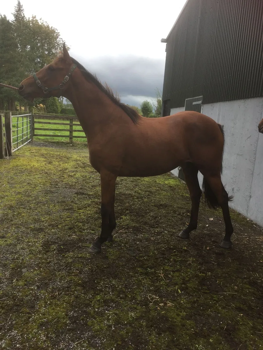 NH Thoroughbred Filly - Image 1