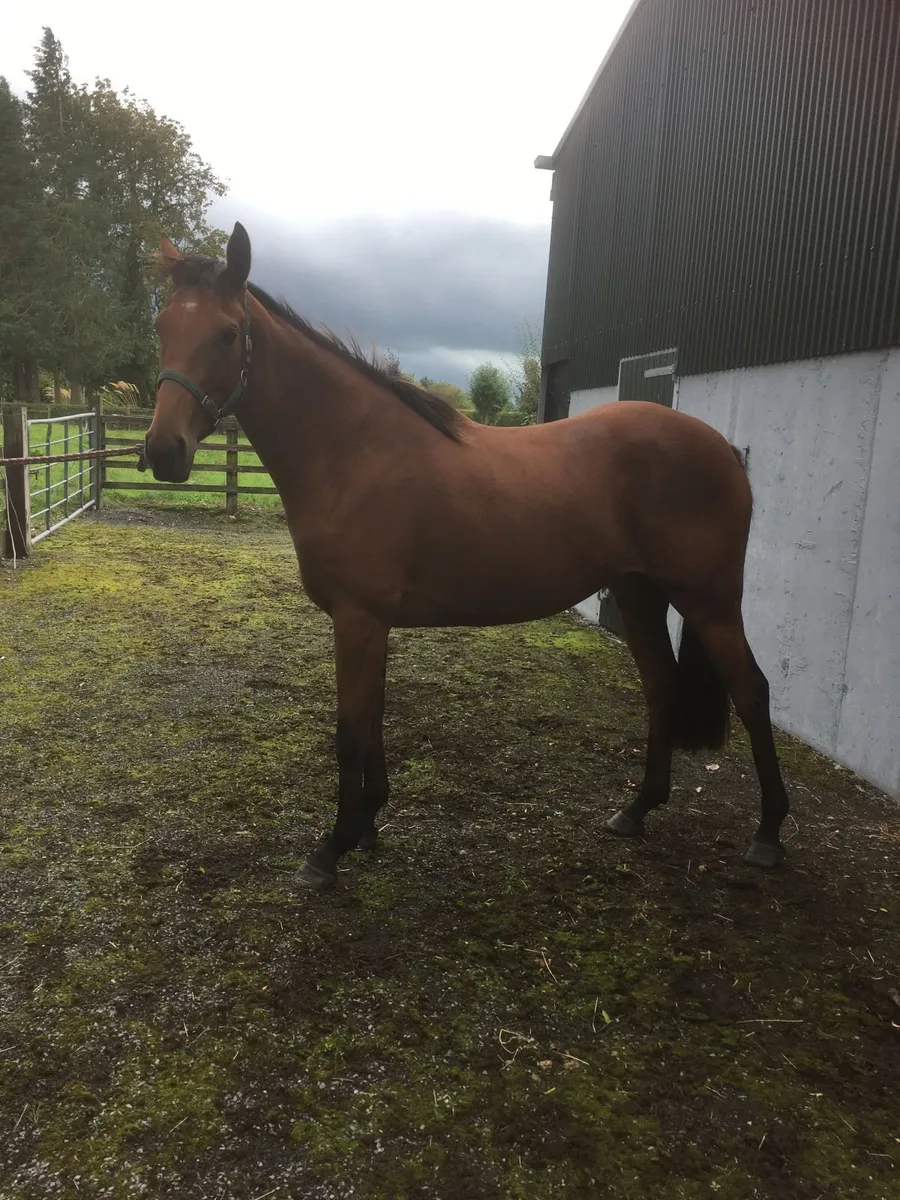 NH Thoroughbred Filly - Image 2