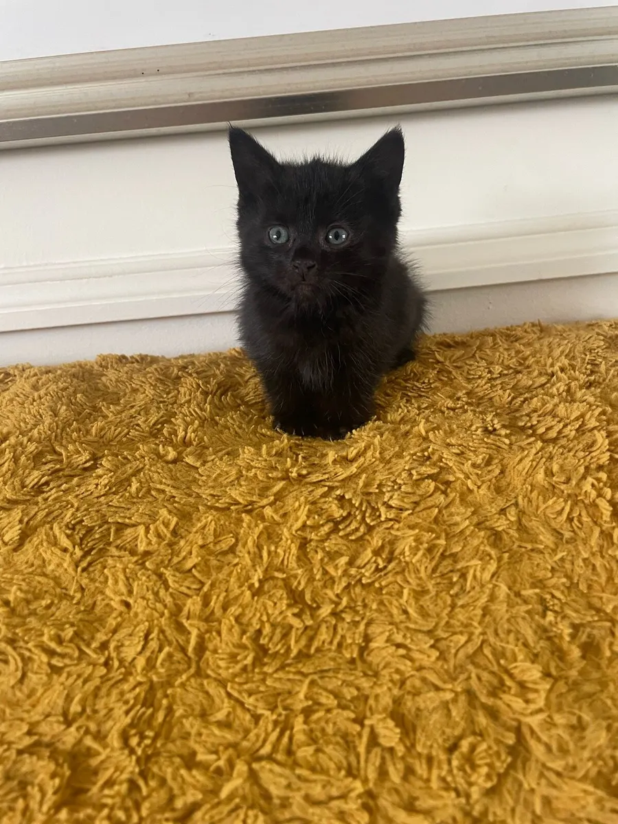Kittens - Image 1