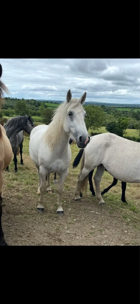 3 year old Connemara Filly - Image 2