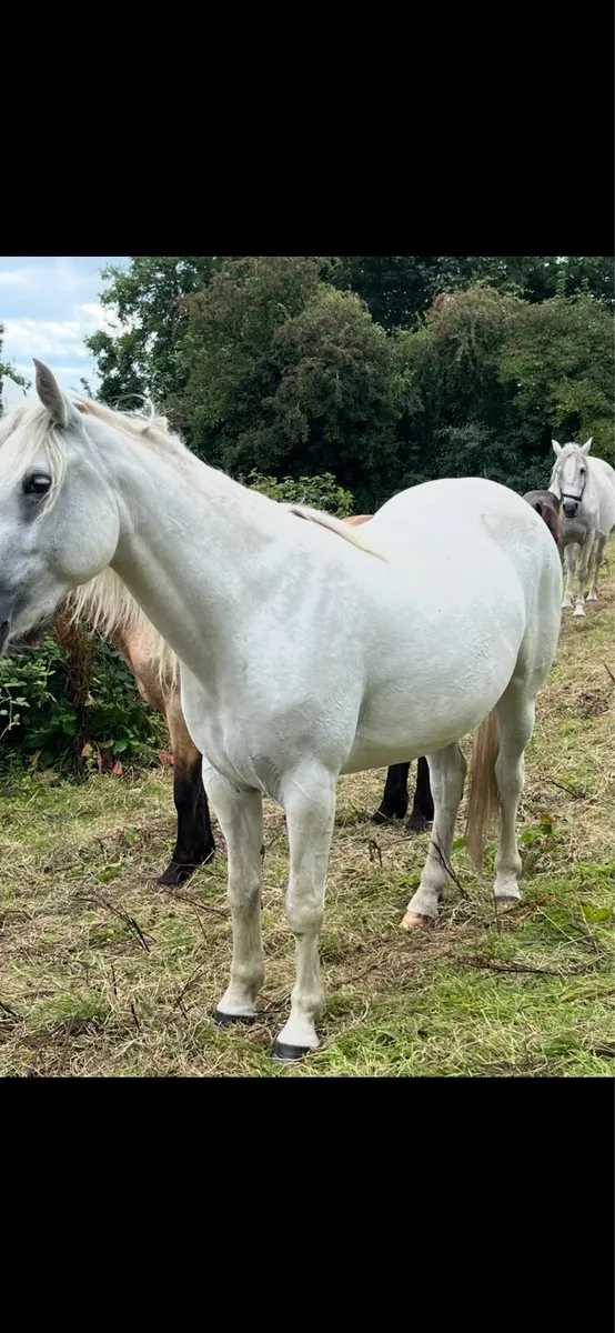 3 year old Connemara Filly - Image 3