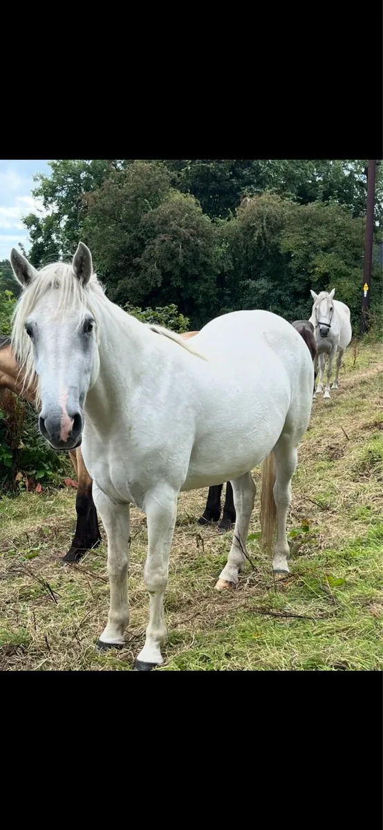 3 year old Connemara Filly - Image 1